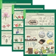 Комплект таблиц "Биология 6 класс. Растения, грибы, лишайники" (14 таблиц) - Оснащение школ и детских садов