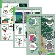 Комплект таблиц "Растение – живой организм" (4 таблицы) - Оснащение школ и детских садов