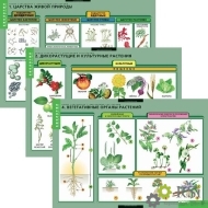 Комплект таблиц "Общее знакомство с цветковыми растениями" (6 таблиц) - Оснащение школ и детских садов