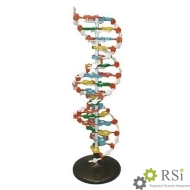 Модель структуры ДНК (разборная) - Оснащение школ и детских садов