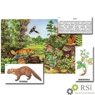 Магнитный плакат-аппликация "Лес: биоразнообразие и взаимосвязи в сообществе" - Оснащение школ и детских садов