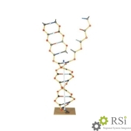 Модель ДНК-РНК. 3B Scientific - Оснащение школ и детских садов