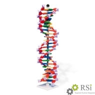 Модель двойной спирали ДНК (22 слоя). 3B Scientific - Оснащение школ и детских садов