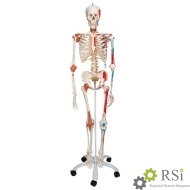 Дидактическая модель "Супер скелет Sam", на стойке с 5 ножками. 3B Scientific - Оснащение школ и детских садов