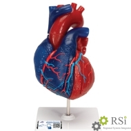 Модель сердца на магнитах, в натуральную величину, из 5 частей. 3B Scientific - Оснащение школ и детских садов