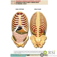 Рельефная таблица "Расположение органов грудной и брюшной полостей по отношению к скелету"(А1, лам.) - Оснащение школ и детских садов
