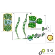 Модель-аппликация "Размножение многоклеточной водоросли" (ламинированная) - Оснащение школ и детских садов