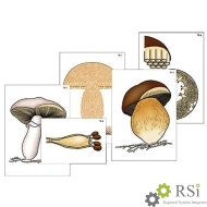 Модель-аппликация "Размножение шляпочного гриба" (ламинированная) - Оснащение школ и детских садов