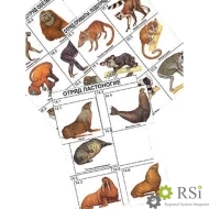 Комплект дидактических карточек: "Систематика и экология млекопитающих" (96 шт., цвет., лам.) - Оснащение школ и детских садов