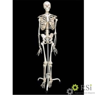 Скелет человека на подставке (170 см.) - Оснащение школ и детских садов