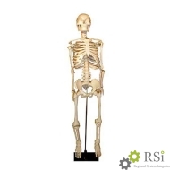 Скелет человека на штативе (85 см.) - Оснащение школ и детских садов